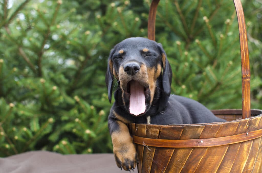 O que a posição em que o cachorro dorme pode dizer sobre ele?