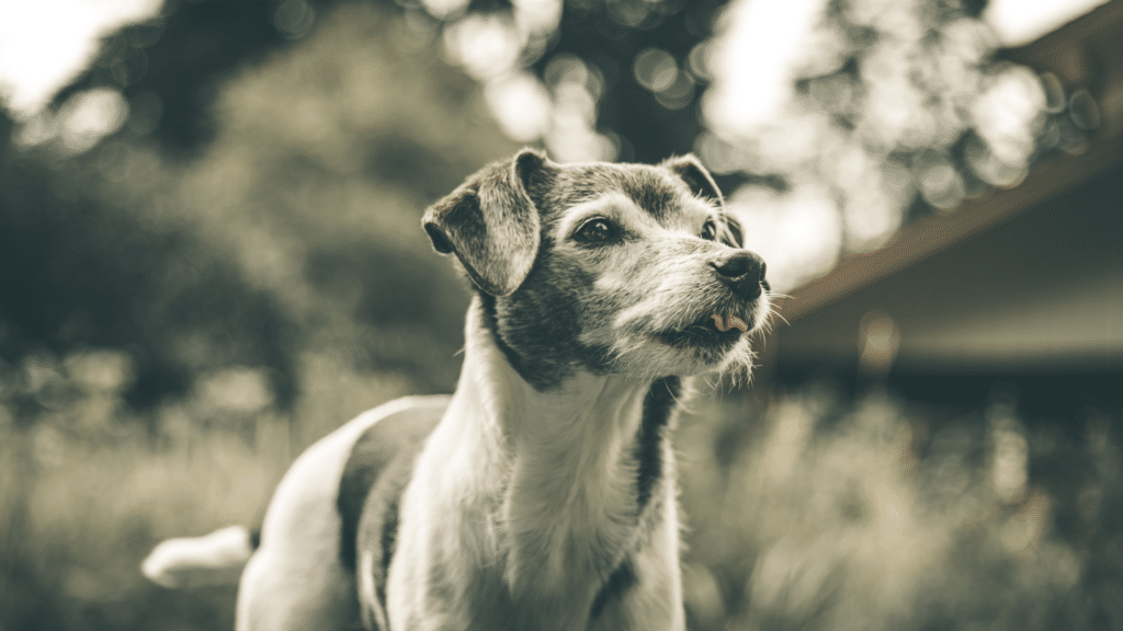 Dicas para cuidar de animais idosos