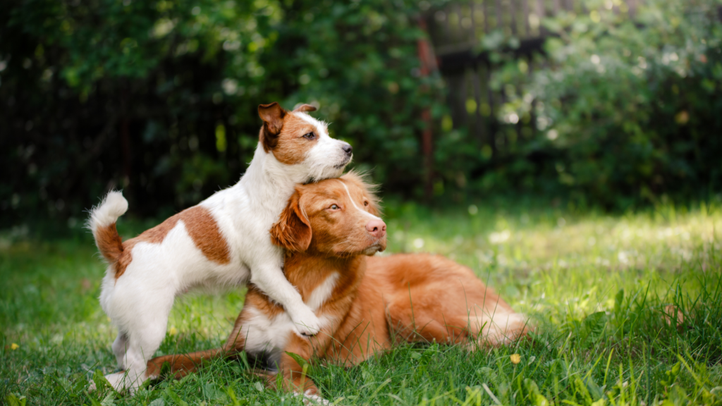 doenças de inverno em animais de estimação