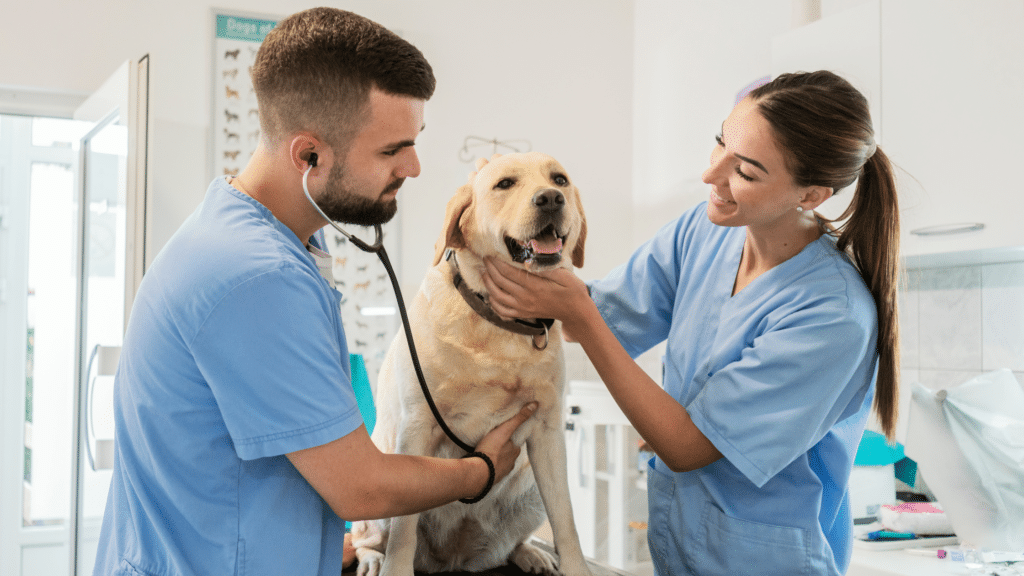 Consultas Veterinárias de Rotina