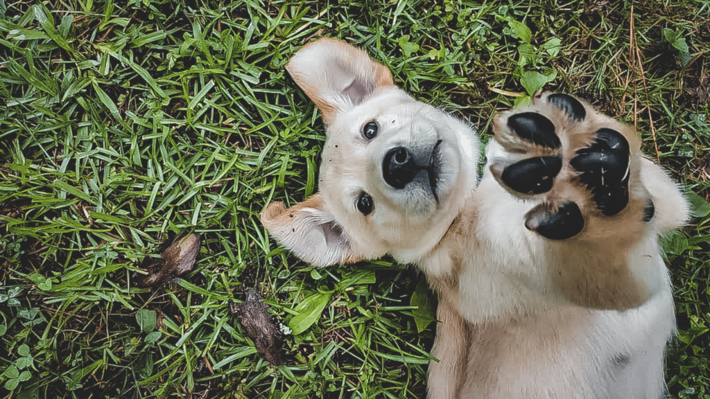 ansiedade nos pets