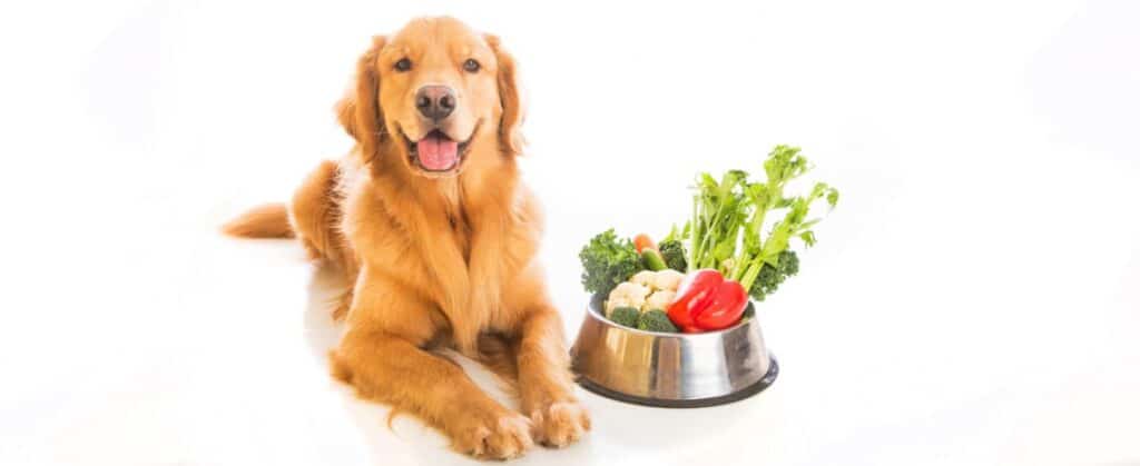 Alimentação natural para cães